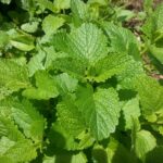 (Herbs & Spices) Stinging Nettle for Small Intestines, Bladder & Lungs
