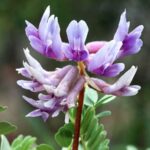 (Herbs & Spices) Astragalus for Long-Term Immune Support